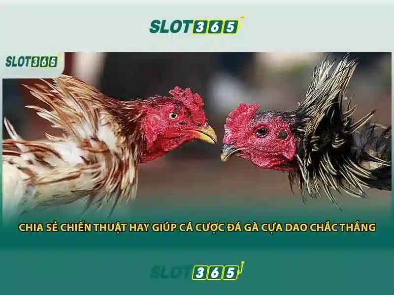 Slot365 rút tiền nhanh