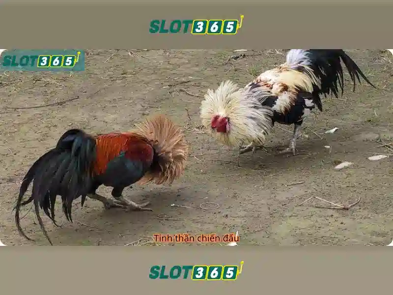 Slot365 Free