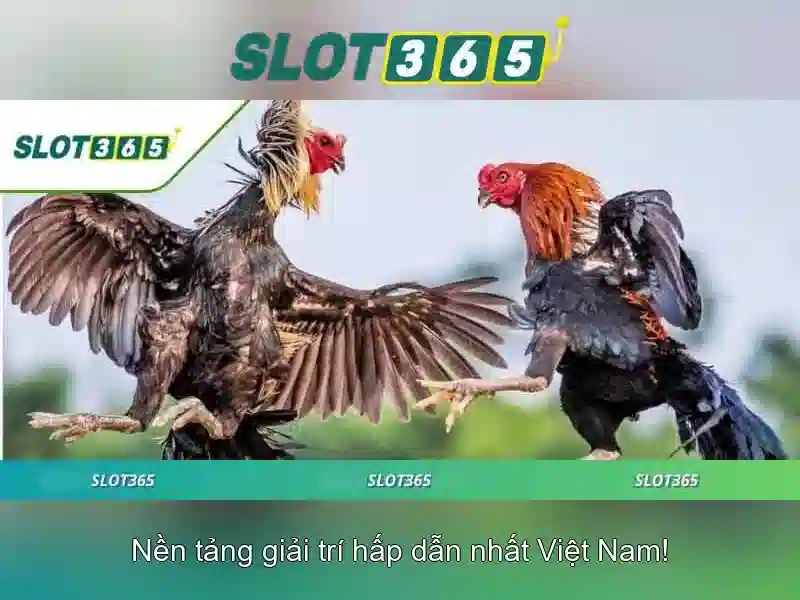 Đánh Giá Từ Người Dùng