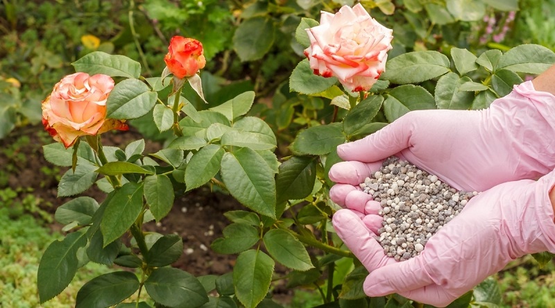 best way to fertilize roses